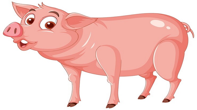 Complete Information About Clipart:mxdzqqtke6e= Pig