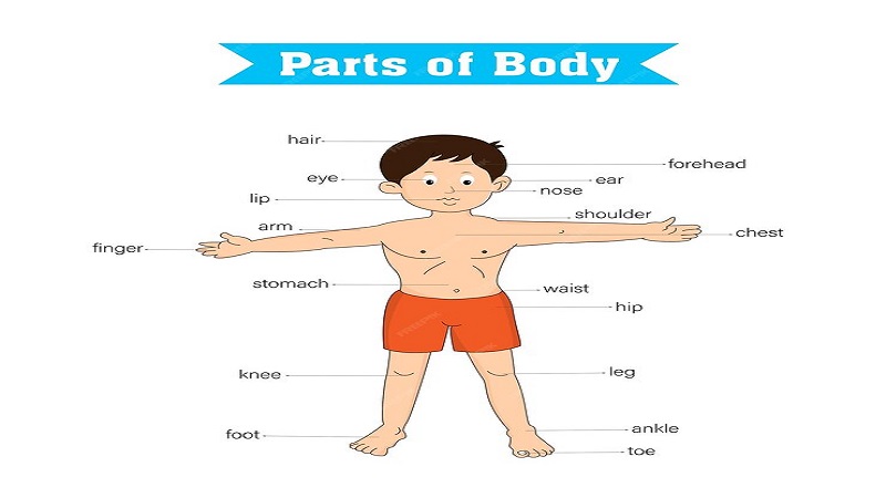 Complete Information About Body:wgcet_iqabe= Nami