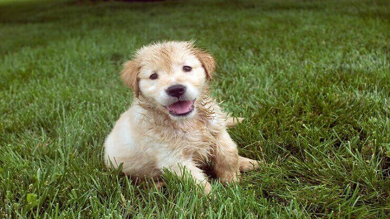 Puppy:1azdln0ha3y= Golden Retriever Care Tips for New Owners